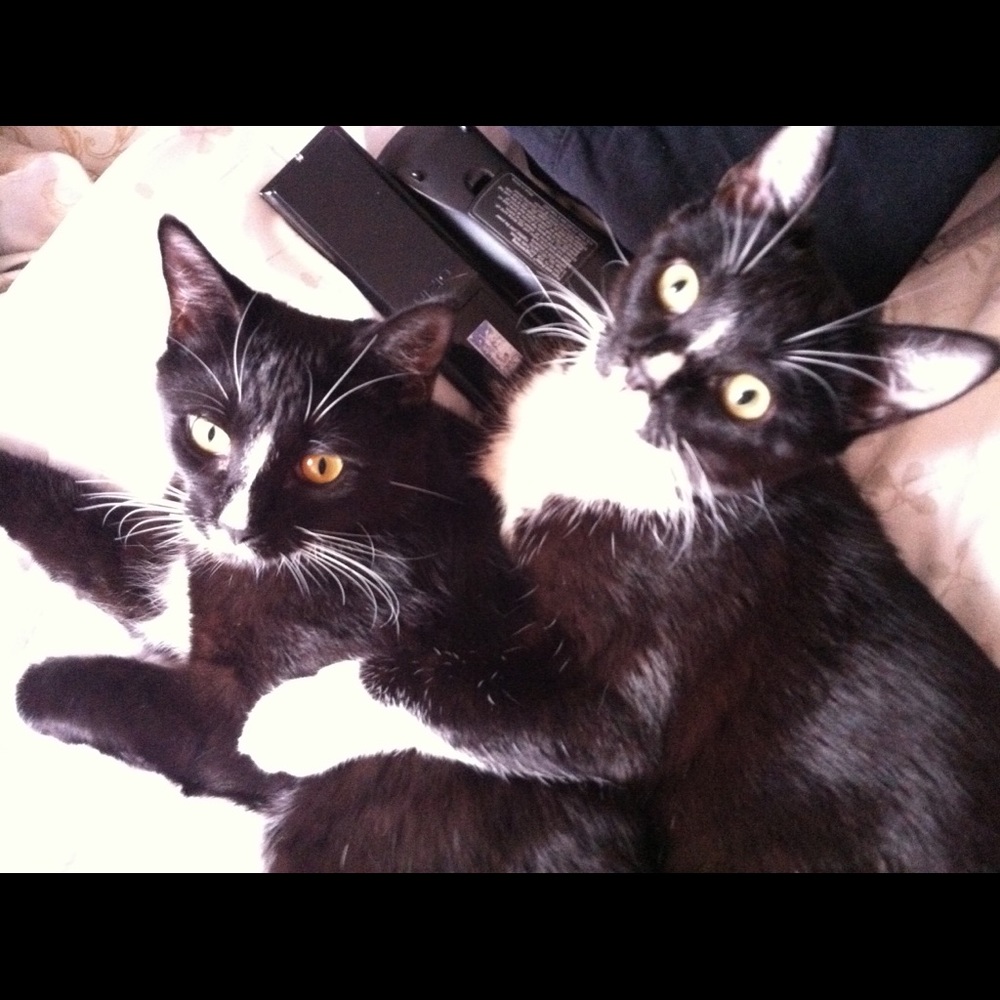 Meet your Posher, Jemma